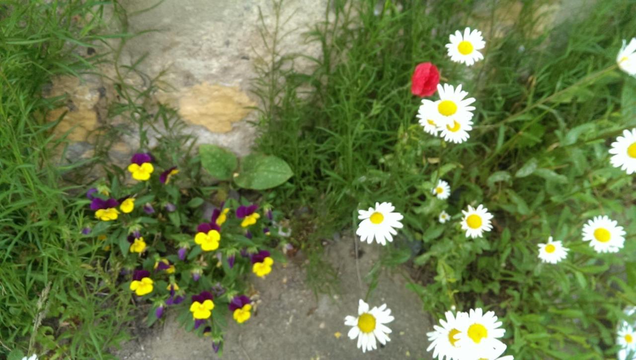 Ein Platz Fuer Ruhe Und Naturgenuss Sebnitz Exterior photo