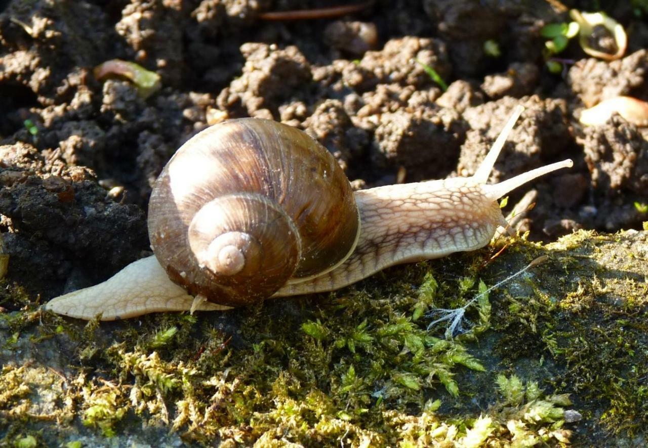Ein Platz Fuer Ruhe Und Naturgenuss Sebnitz Exterior photo
